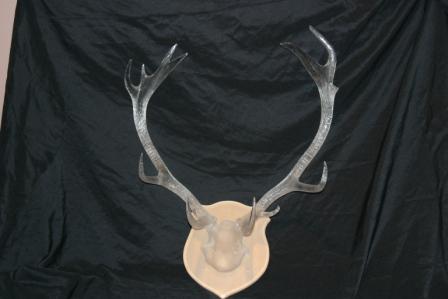 antlerscu.jpg